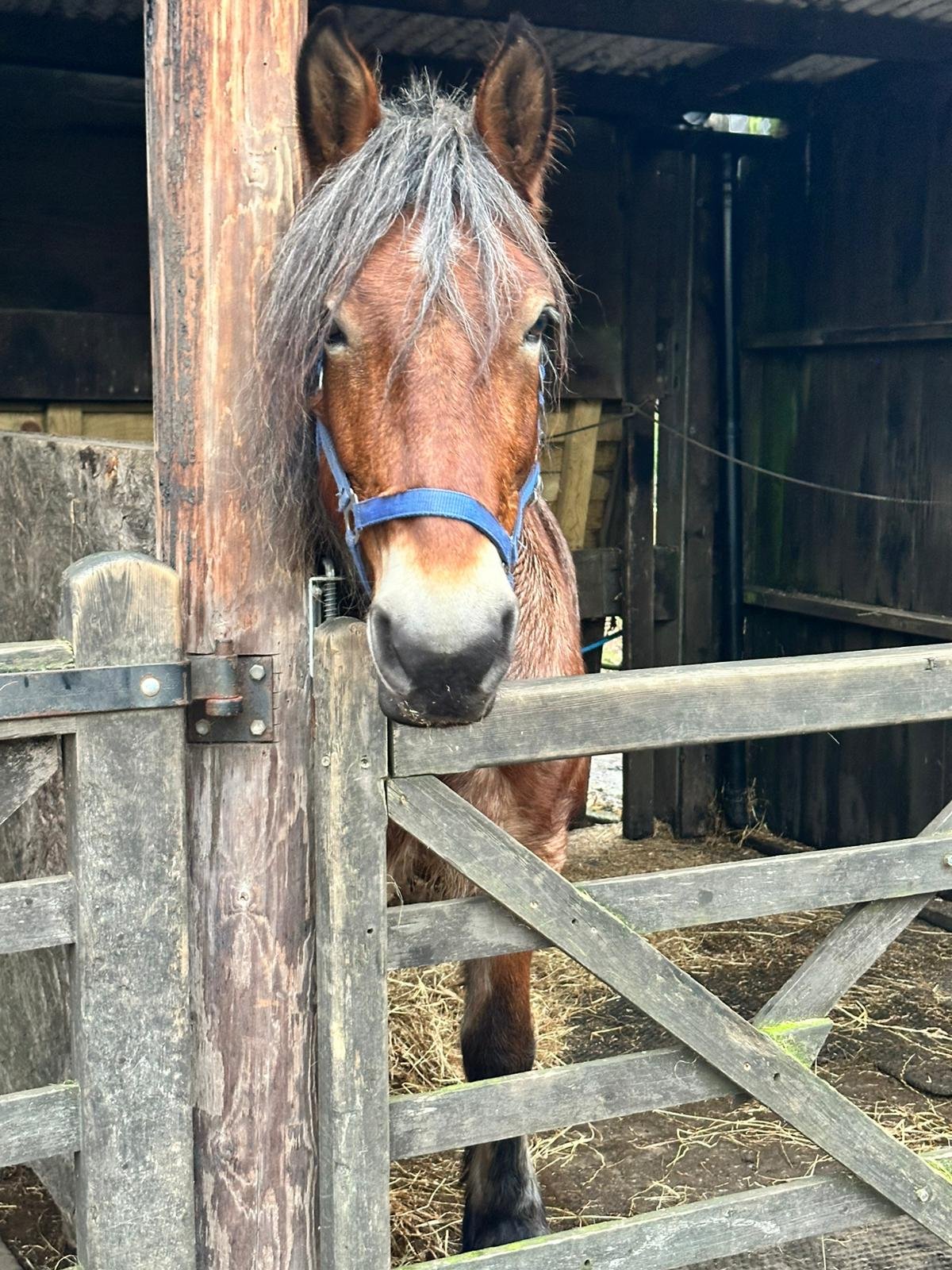 One of our calm and patient RDA horses at Old Mill Stables