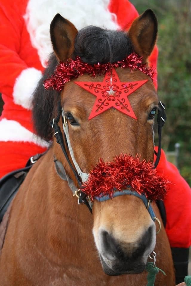 Christmas pony with festive decorations