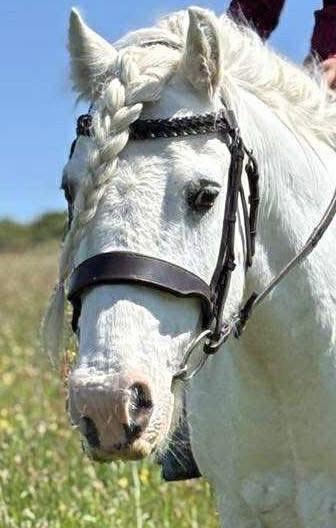 One of our RDA horses at Old Mill Stables