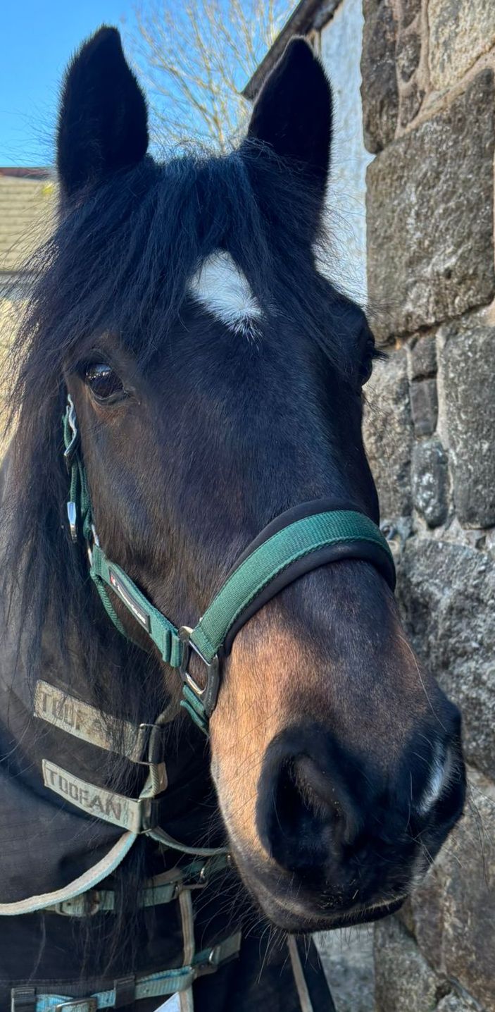 One of our RDA horses at Old Mill Stables